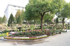 以树为碑：生命的另一种生长